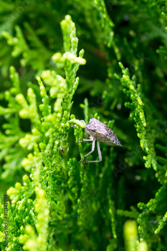 Tuya or Thuja is a genus of gymnospermous conifers of the cypress family (Cupressaceae) of the site with dew drops and a sitting bug (Elasmucha grisea) photo