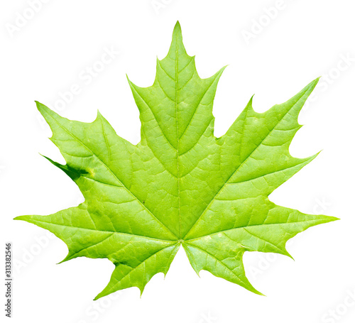 Young Norway maple leaf spring isolated