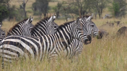 Close Up Of Zebra Family Eating Grass in African Savanna, Pulling Up Heads One By One and Looking At Camera