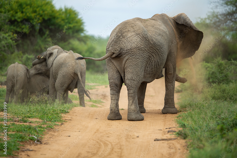 Fototapeta premium A breeding herd of elephant with calves playing around on the verge of a game drive road as well las dust bathing