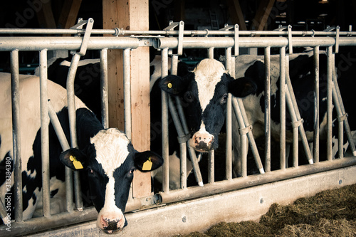 Inside view of a dairy farm showing black and white holstein cattle behind a fence and looking at the camera