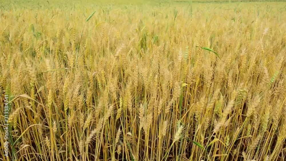Field with golden ripe wheat in the wind. Field with golden ripe wheat in the wind.