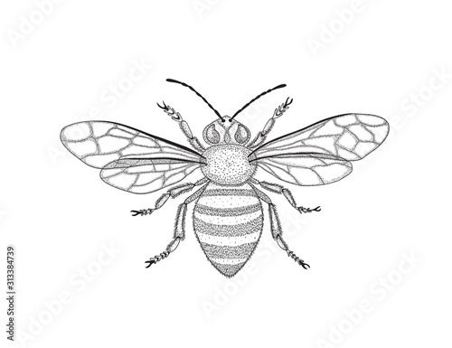 Black and white honey bee with spread wings in vintage style. Vector graphic illustration. Symbol of fertility.