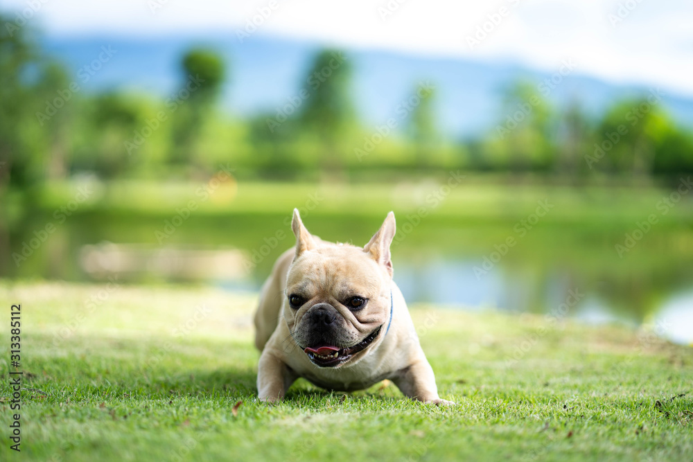 Fototapeta premium Cute french bulldog relaxing in garden during the morning walk.
