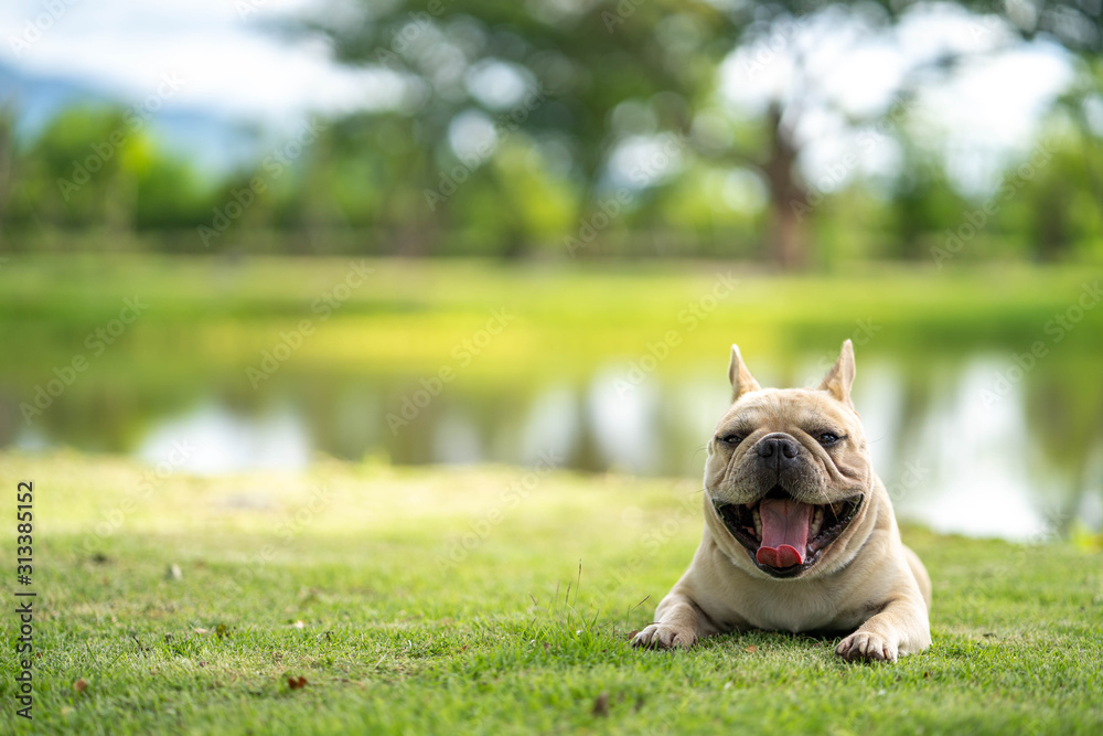 Cute french bulldog relaxing in garden during the morning walk. Cute french bulldog relaxing in garden during the morning walk.