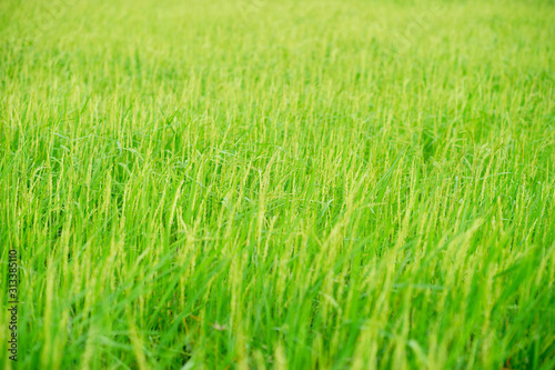 Green rice plants in the fields of farmers