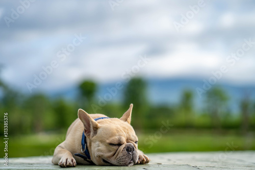 Fototapeta Naklejka Na Ścianę i Meble -  Cute french bulldog lying on ground against mountain scape.