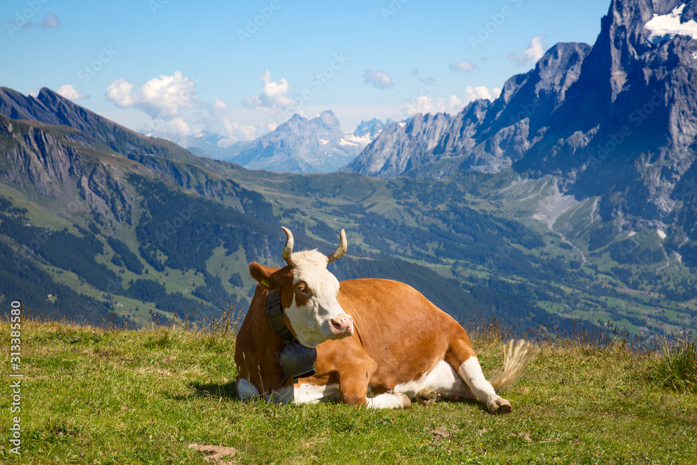 Swiss cow