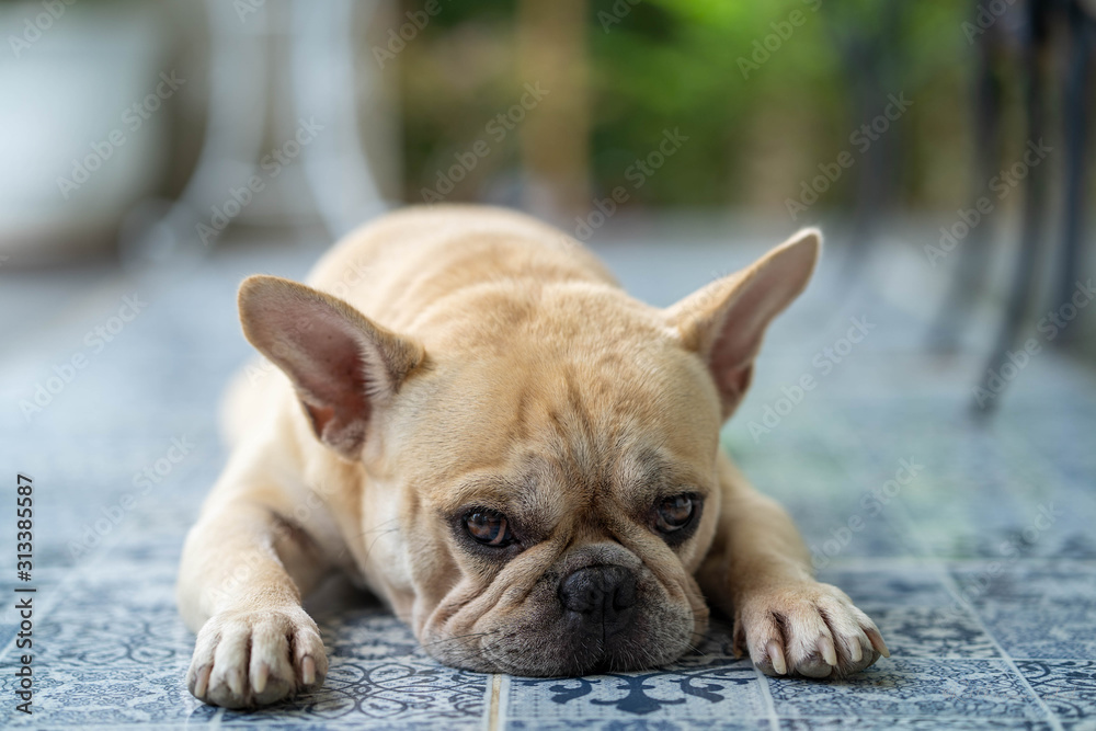 Cute french bulldog lying on blue textured tile floor outdoor.