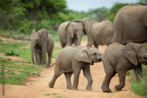 A breeding herd of elephant with calves playing around on the verge of a game drive road as well las dust bathing