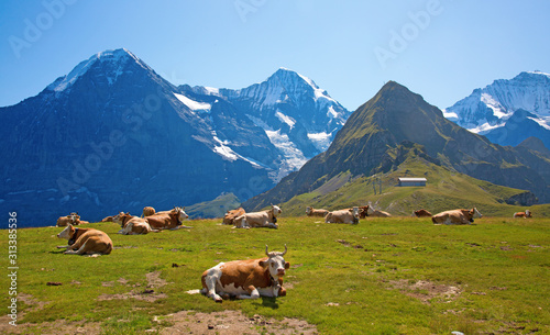 Swiss cow