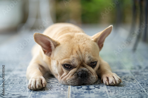 Cute french bulldog lying on blue textured tile floor outdoor.