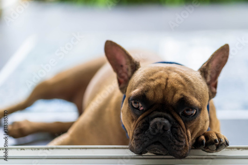 Fototapeta Naklejka Na Ścianę i Meble -  Funny looking french bulldog lying on the tiled floor.