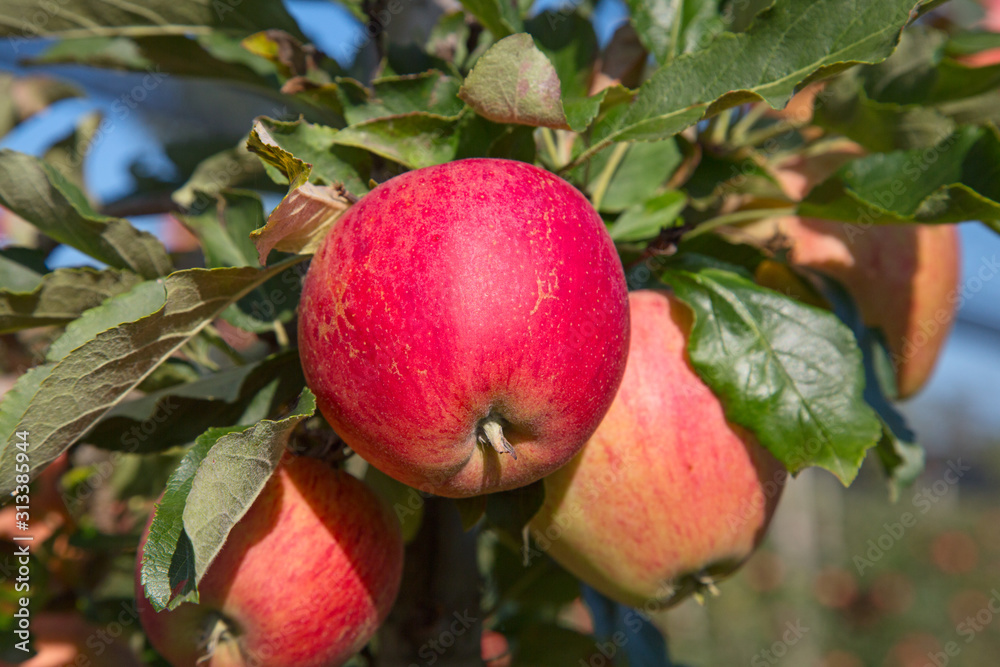 Apple garden Apple garden