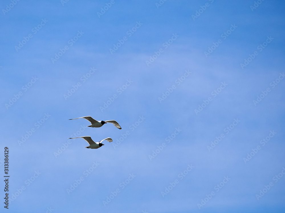 Two seagulls fly synchronously above each other in the blue sky
