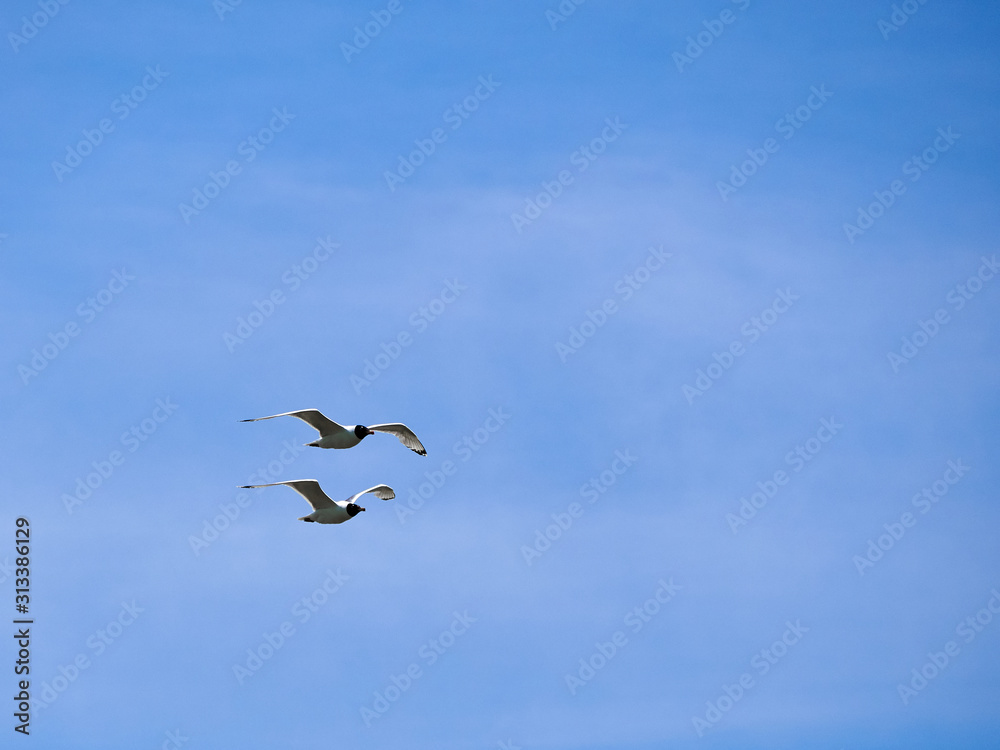 Two seagulls fly synchronously above each other in the blue sky Two seagulls fly synchronously above each other in the blue sky