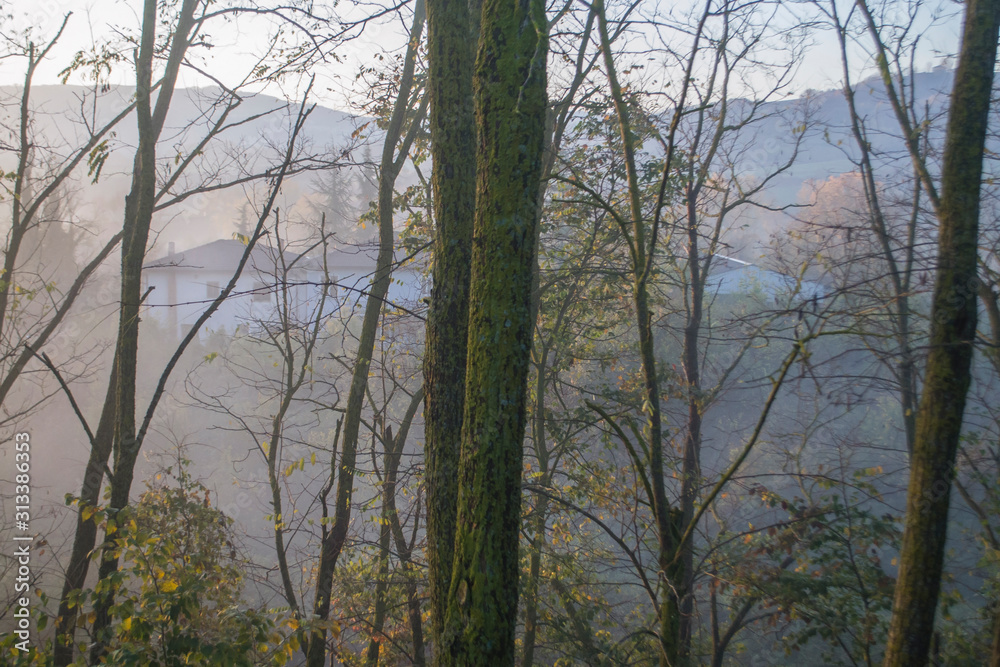Fototapeta premium trees at dawn in the fog