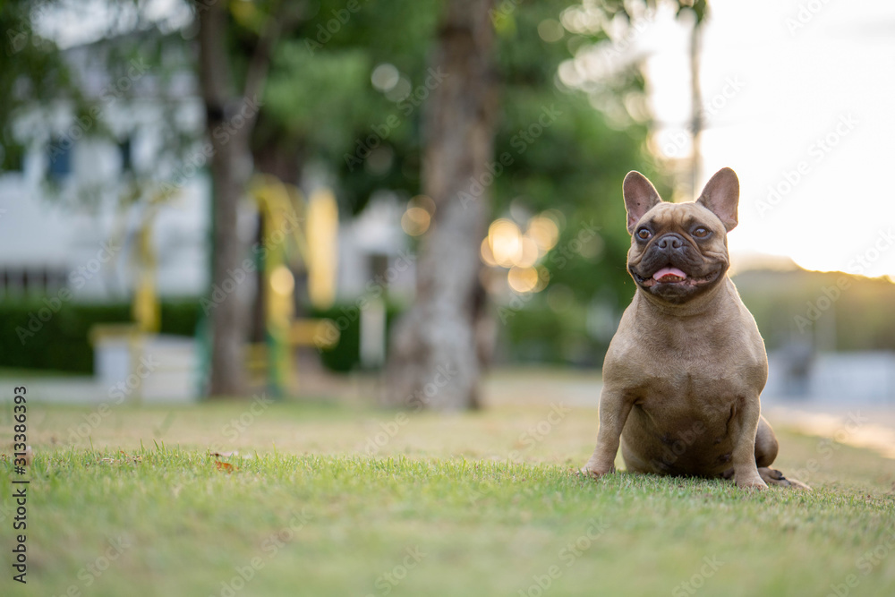 Cute french bulldog sitting on grass in park.