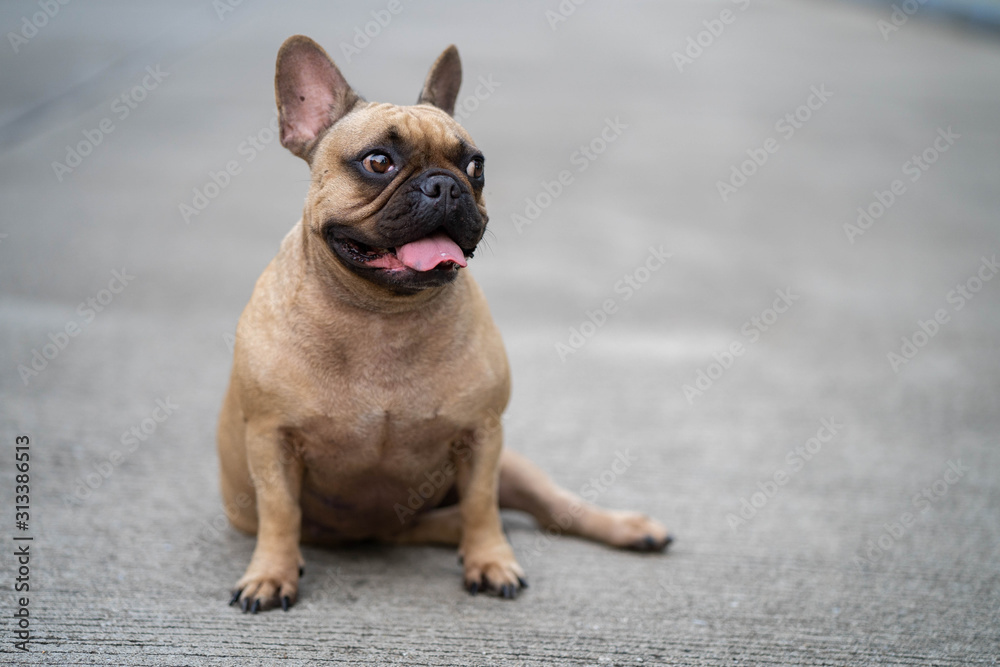 Cute french bulldog sitting at street waiting for owner.