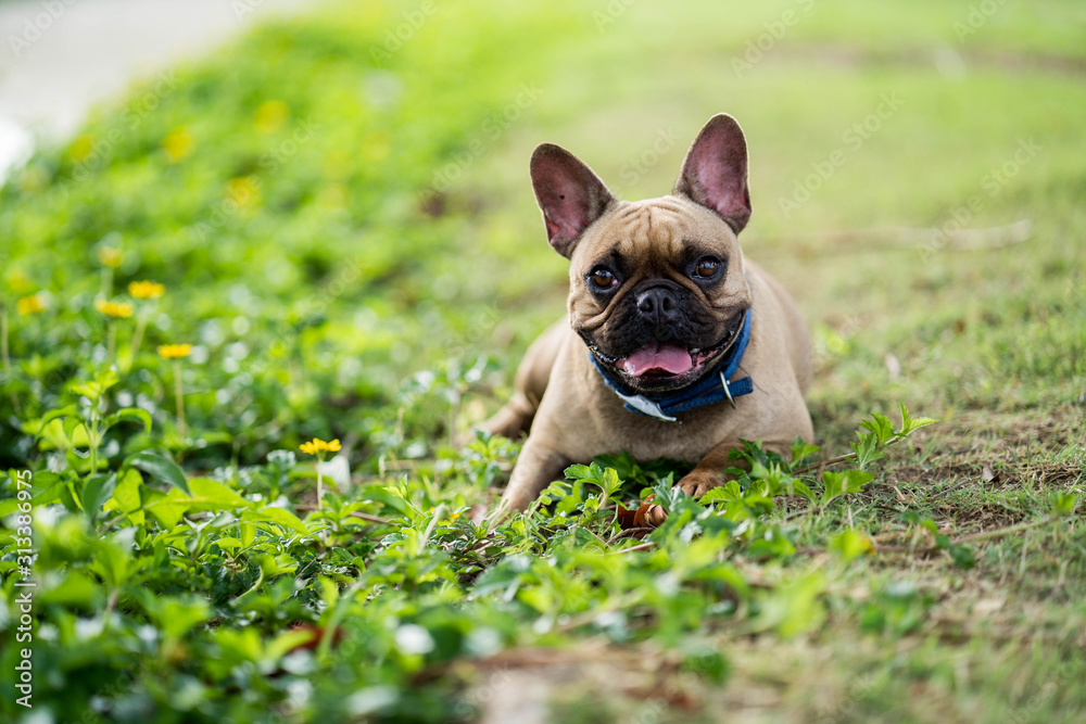 Cute french bulldog lying on grass outdoor in park.