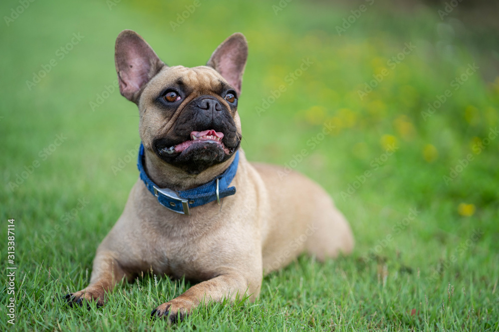 Cute french bulldog lying on grass outdoor in park.