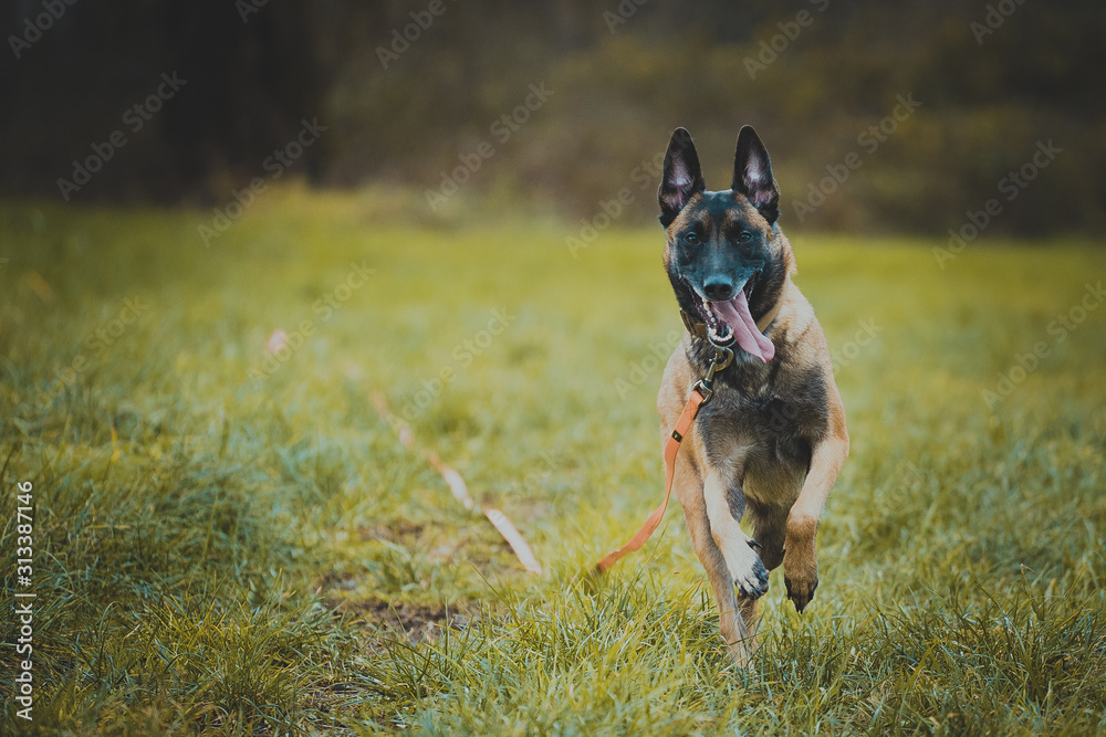 Hund rennt schnell auf Kamera zu Hund rennt schnell auf Kamera zu