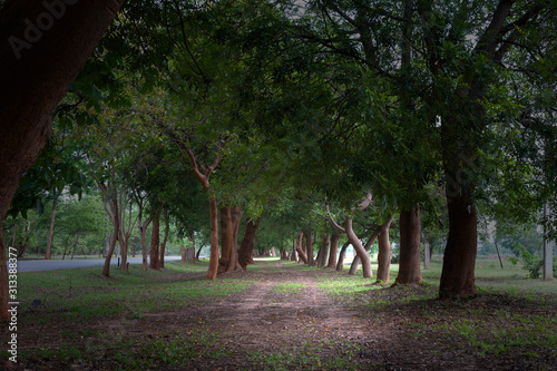 Tunnel-like row of trees with walkway and strrt in spring photo