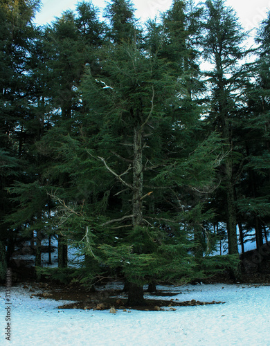 Trees in winter