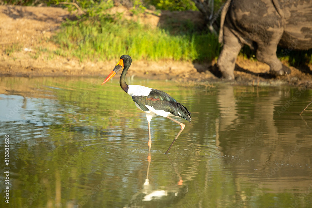 Fototapeta premium saddle billed stork fishing in and around white rhino at the mudwallow