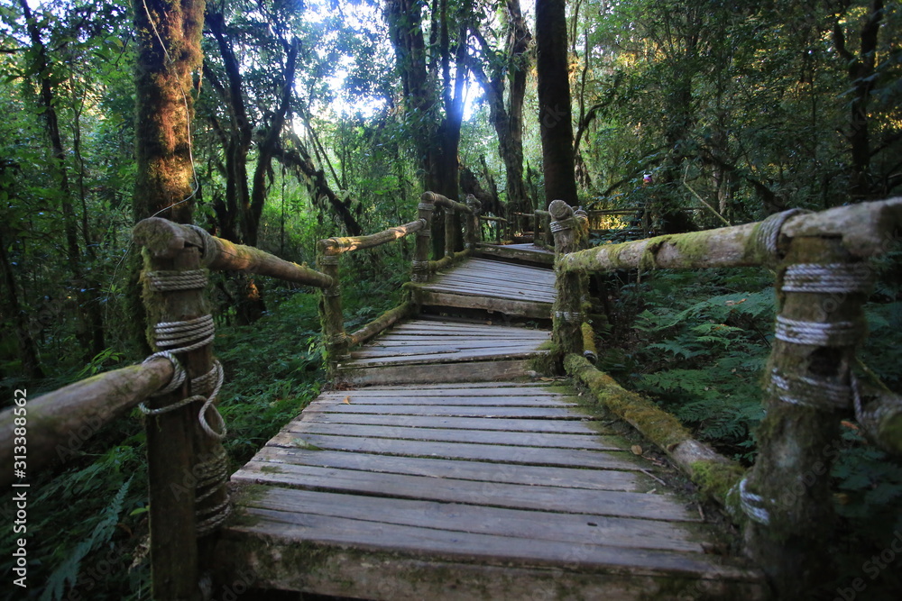 Moss around the wooden walkway in rain forest - Chiang Mai Province, Thailand