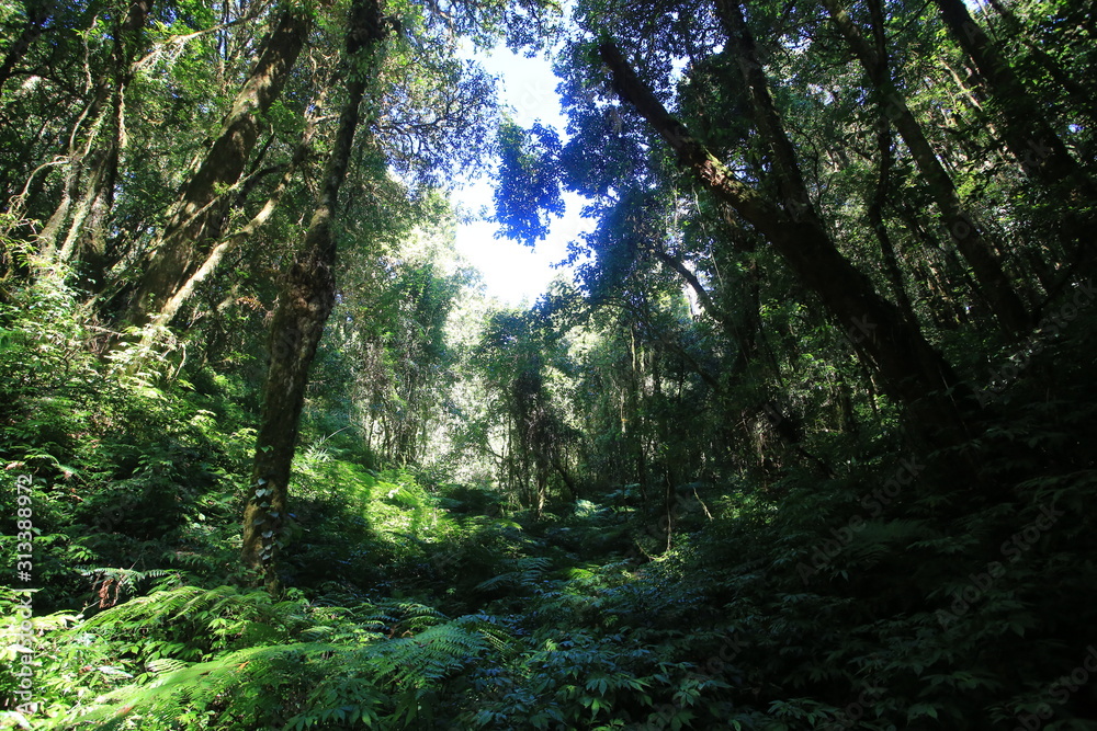 Doi inthanon peak forest in thailand Doi inthanon peak forest in thailand