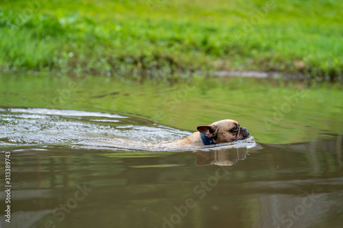 Swimming french bulldog at nature stream.