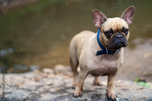 Cute french bulldog standing on the rock at stream.