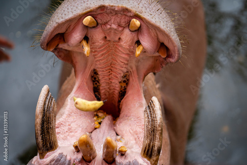 Hippopotamus standing in water open it's mouth wide. © tienuskin
