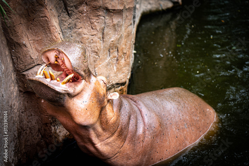 Fotografie, Tablou Hippopotamus standing in water open it's mouth wide.