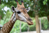 giraffe headshot picture at zoo