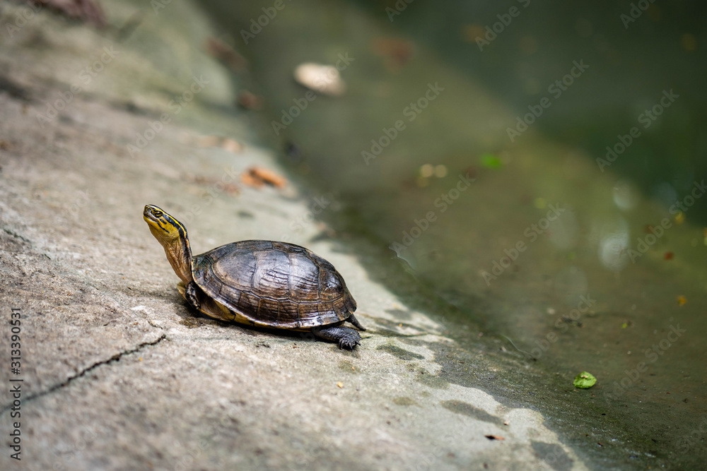 Cute little turtle lying at the concrete floor. Cute little turtle lying at the concrete floor.