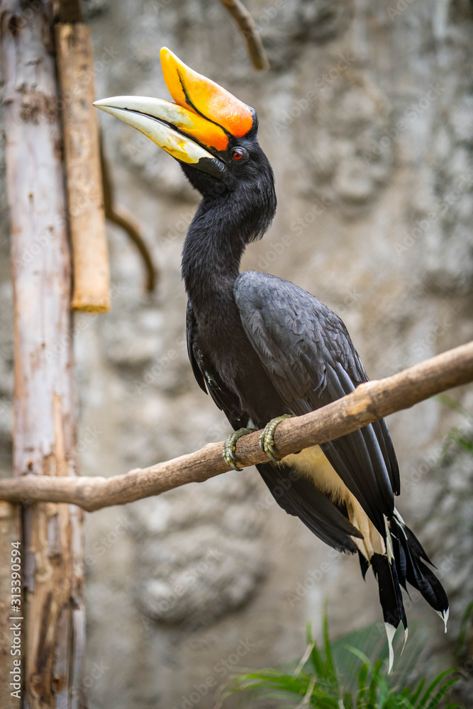 Fototapeta premium Hornbill bird sitting on the tree branch.