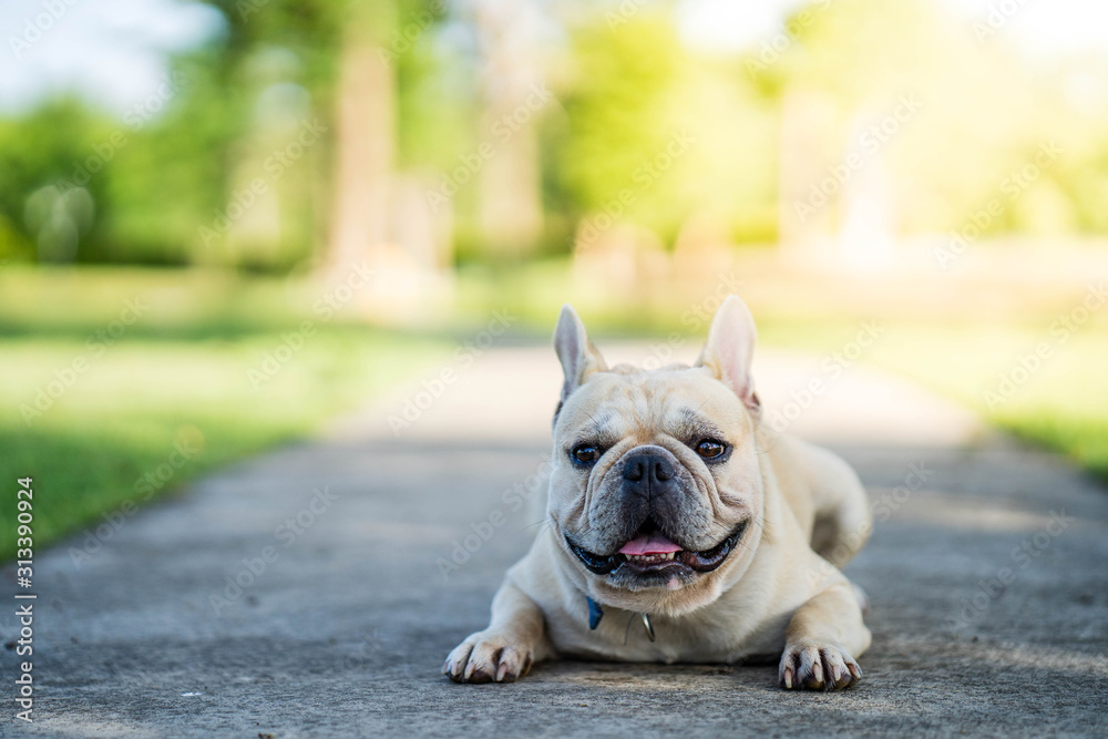 Cute looking french bulldog lying on the ground in park