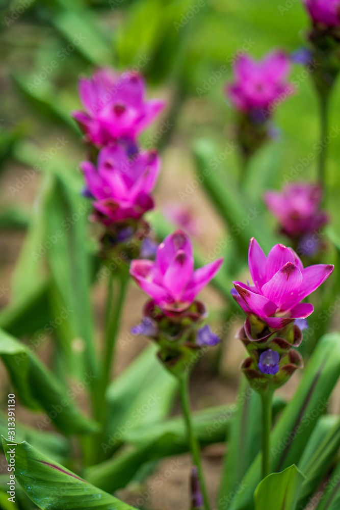 Beautiful blossom Siam Tulip in garden. Beautiful blossom Siam Tulip in garden.