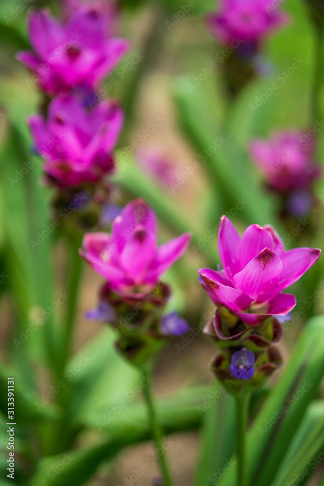 Beautiful blossom Siam Tulip in garden. Beautiful blossom Siam Tulip in garden.