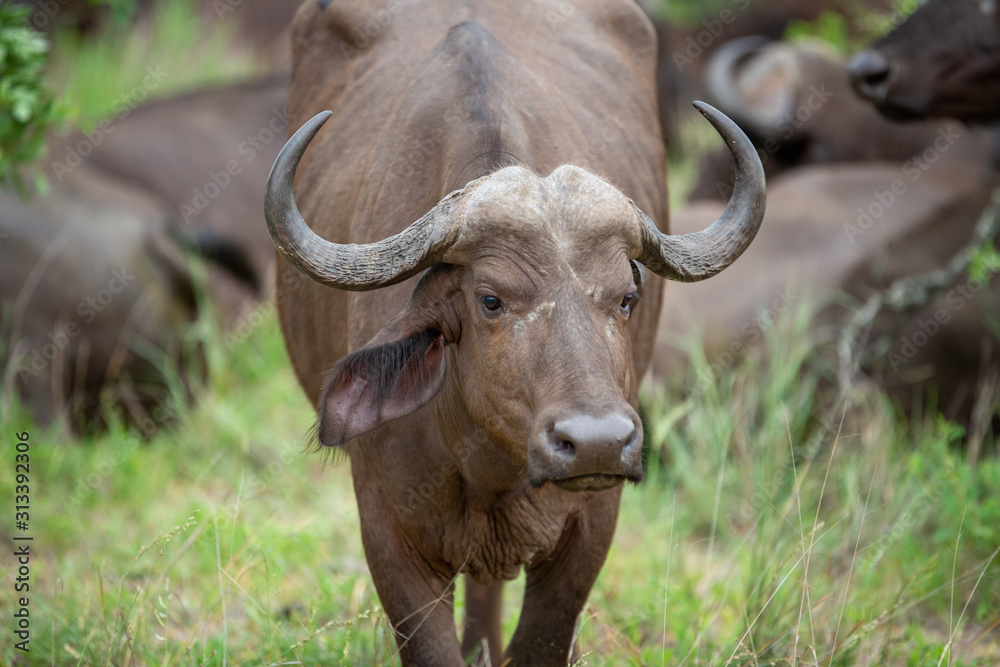 Breeding herd of cape buffalo with some Dagga boys scattered with in them Breeding herd of cape buffalo with some Dagga boys scattered with in them
