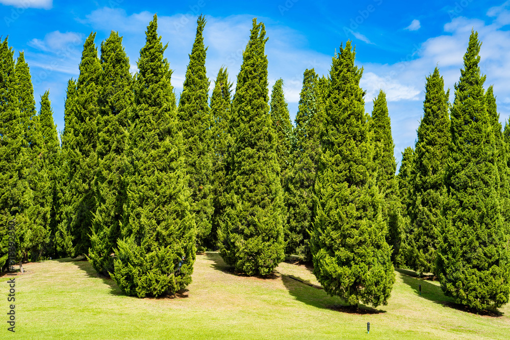 Group of  pine tress at park.