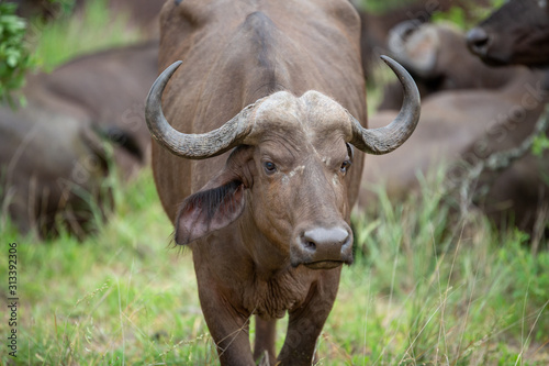 Breeding herd of cape buffalo with some Dagga boys scattered with in them