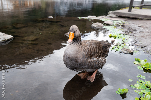 Japanese duck near Kinrin lake Japan