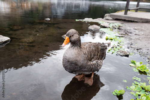 Japanese duck near Kinrin lake Japan