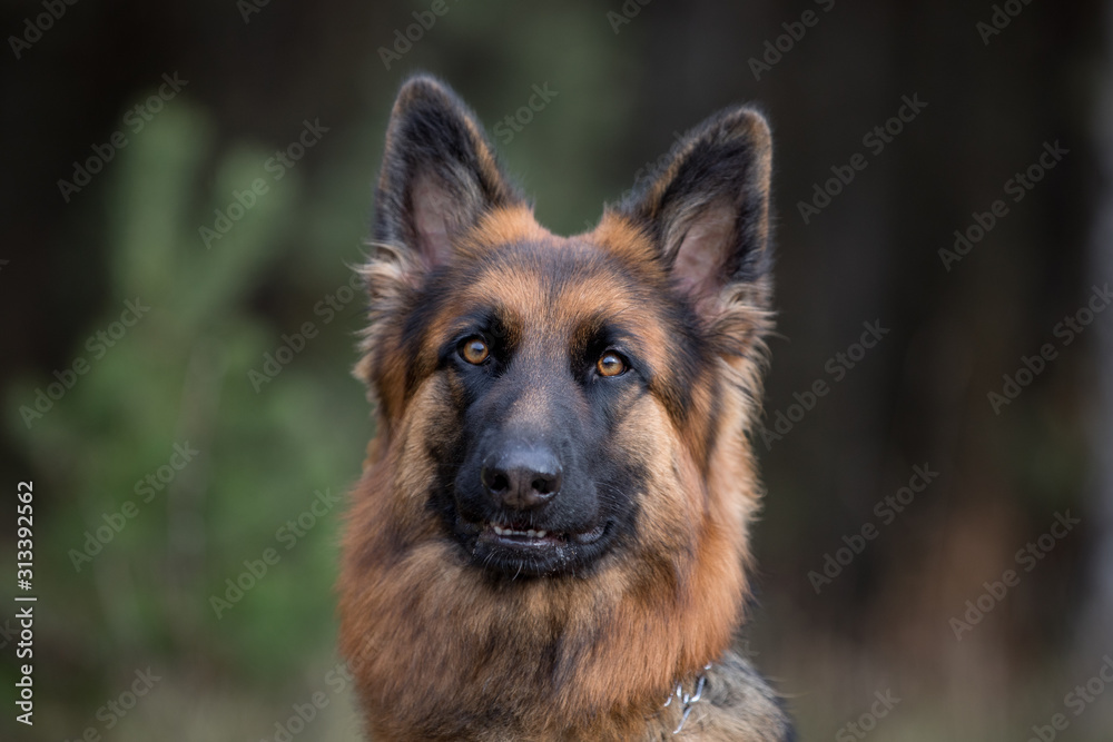 close-up portrait of young long haired female german shepherd dog in daytime in autumn close-up portrait of young long haired female german shepherd dog in daytime in autumn