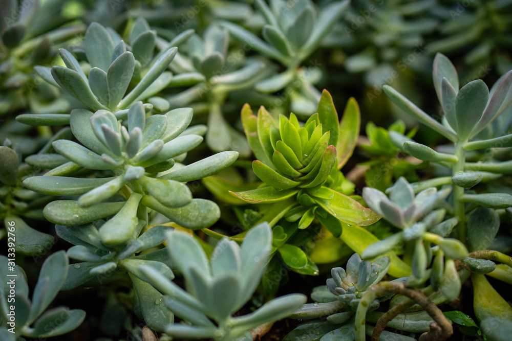 Beautiful collection of Crassulaceae plant Beautiful collection of Crassulaceae plant