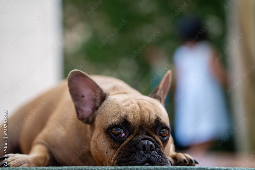 Cute looking french bulldog lying on floor indoor.