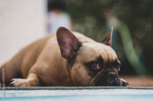 Fototapeta Naklejka Na Ścianę i Meble -  Cute looking french bulldog lying on floor indoor.